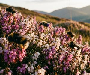 Шмель, всепогодный опылитель. Под угрозой существования.