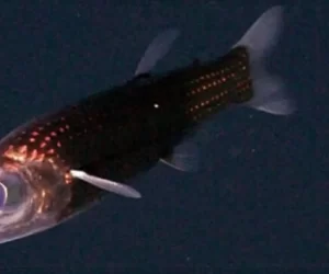 Глубоководная рыба Winteria telescopa — «инопланетянин»